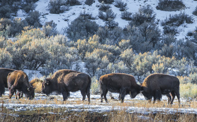 Wild Buffalo in winter - Yellowstone National Park