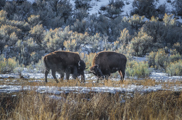 Fototapeta na wymiar Wild Buffalo in winter - Yellowstone National Park