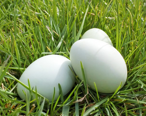 eggs in grass