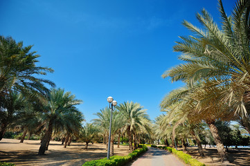 Fototapeta na wymiar Palm tree in tropical garden
