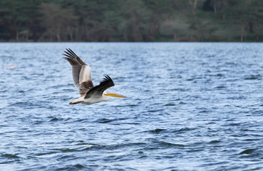 Great White Pelicans above water
