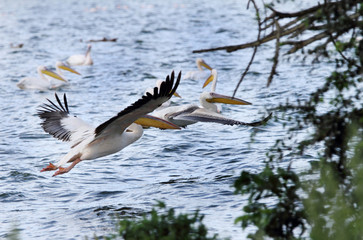 Flying White Pelicans