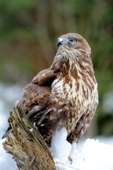 Hawk