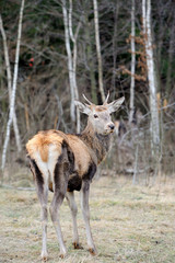 Deer
