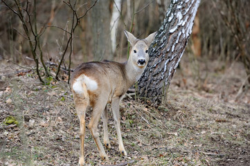 Deer