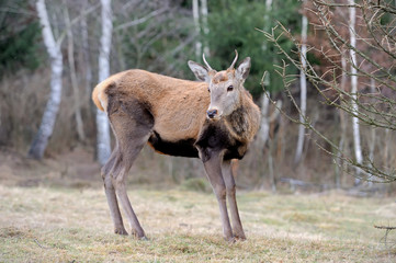 Deer