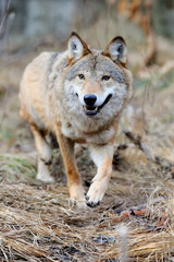 Fototapeta premium Wolf