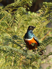 Closeup of a Superb Starling