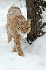 Lynx