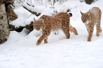 Lynx