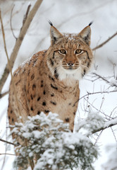 Obraz premium Lynx