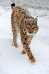 Lynx