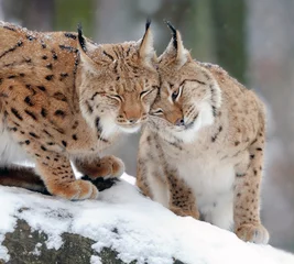 Foto op Canvas Lynx © byrdyak