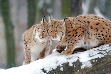 Foto op Plexiglas Lynx Lynx