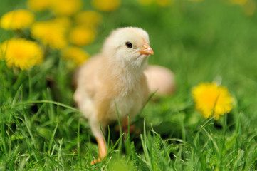 Little chicken