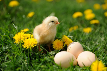 Little chicken