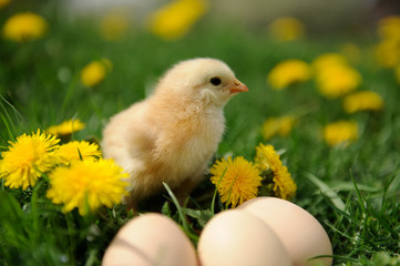 Little chicken
