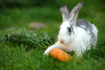 Naklejka premium Rabbit