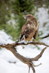 Hawk