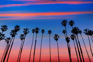 California sunset Palm tree rows in Santa Barbara - obrazy, fototapety, plakaty