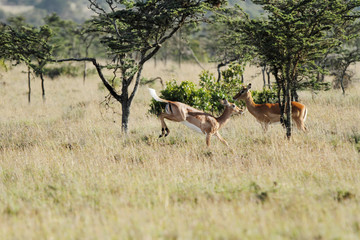 A beautiful Impala in the grassland