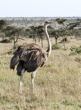 A female Ostrich in the vast grassland