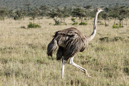 A beautiful female Ostrich, Ol pejeta conservancy, Kenya