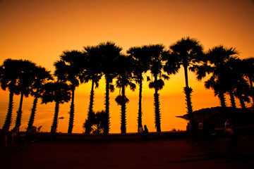 Sugar palm tree at Phrom Thep cave, Phuket in Thailand