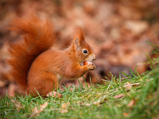 Red squirrel foraging