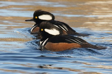 WATERFOWL - Hooded Merganser / Tracz Kapturnik