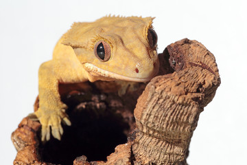 Caledonian crested gecko on white background