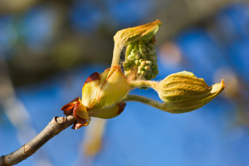 Twig of horse chestnut tree with bud in spring.