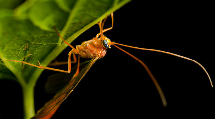 Big Mosquito Sitting on the Leaf