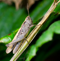 grasshopper sitting on the stem, macro