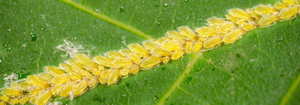 Insect Babies on a Green Leaf