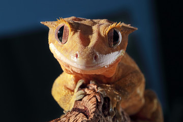 Fototapeta premium Portret gekona czubatego kaledońskiego
