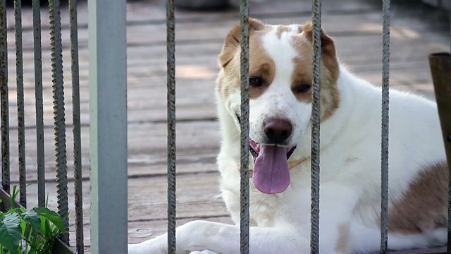 Large dog breed alabai sits in an iron cage with open mouth