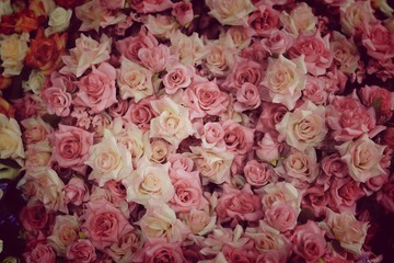 colorful roses background