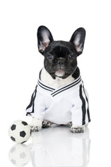 Welpe im Fußballtrikot