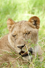 Drowsy Lioness