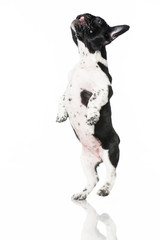 Fototapeta premium Welpe