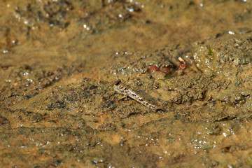 Barred Mudskipper (Periophthalmus argentilineatus) 