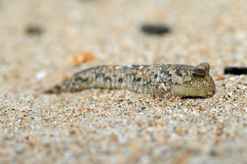 Barred Mudskipper (Periophthalmus argentilineatus) 