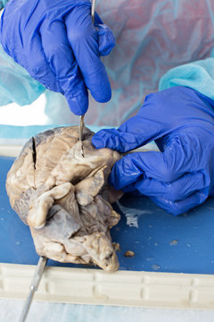 Medical student studying a sheep heart