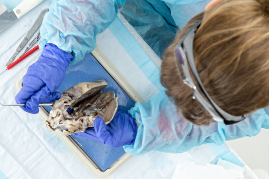 Medical student examining a sheep heart