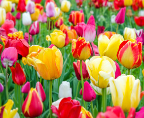 Panele Szklane Podświetlane  Kolorowe pole tulipanów :)