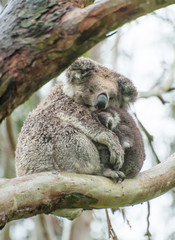 Obraz premium Koalas