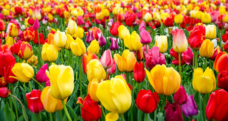 Buntes Tulpenfeld :)