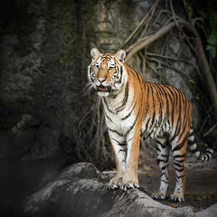 Fototapeta na wymiar Królewski Tygrys bengalski