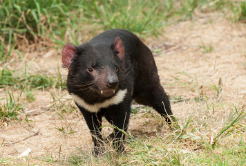 Tasmanian devil
